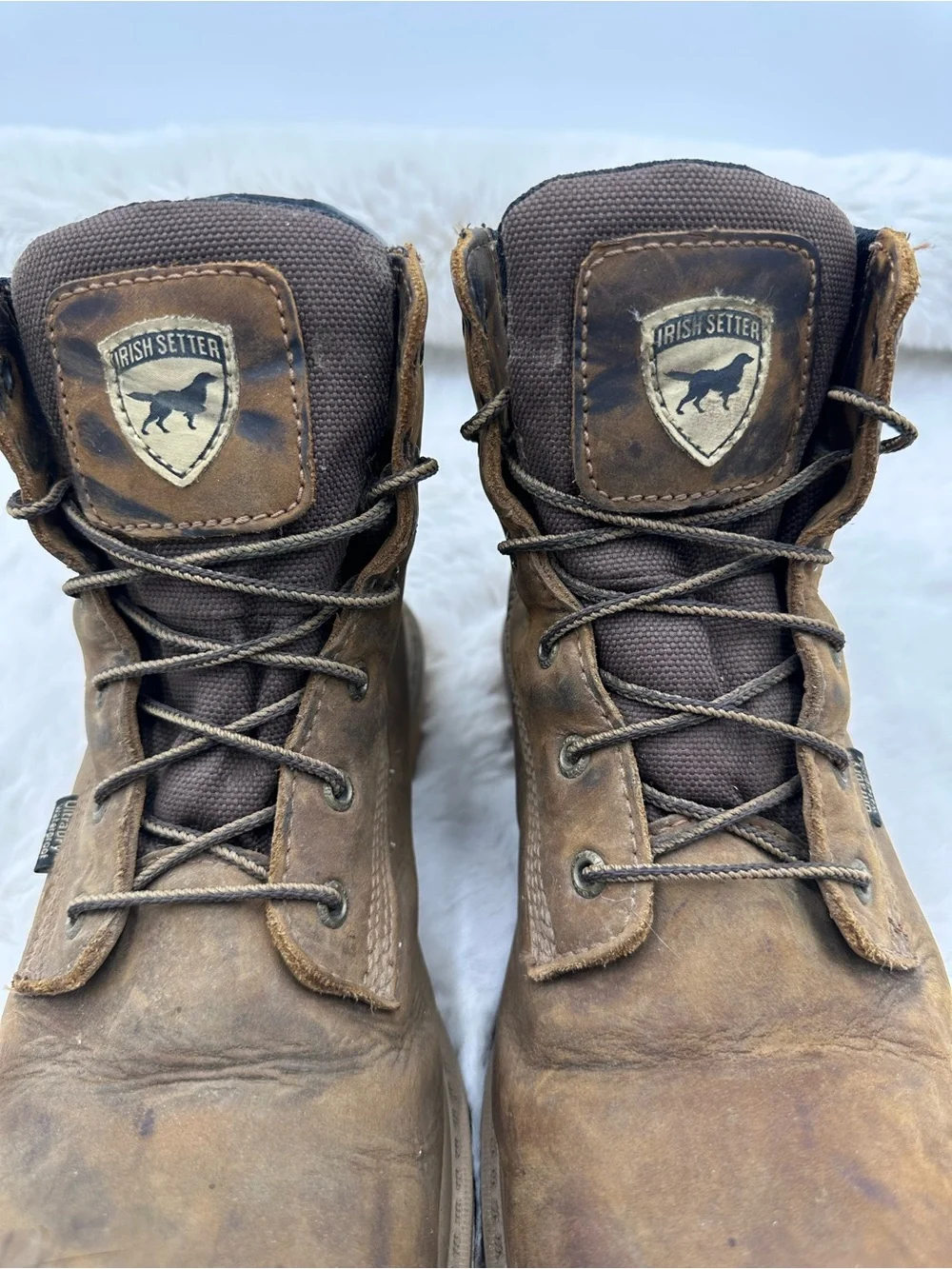 Irish Setter red wing